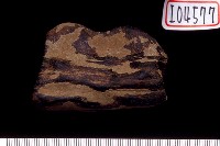 藏品(鹿角)的圖片